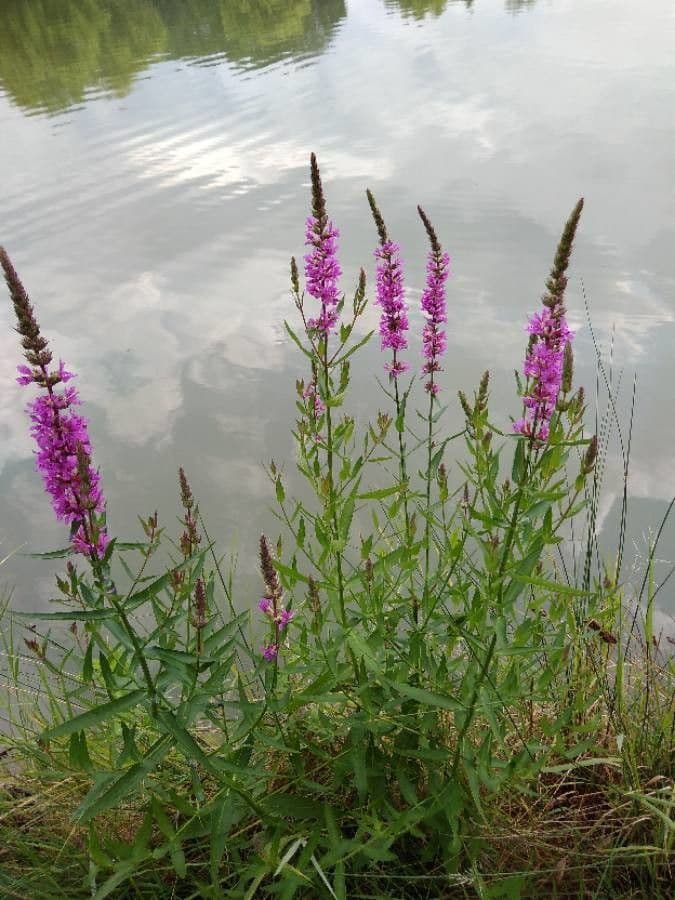 Salcerella comune 15