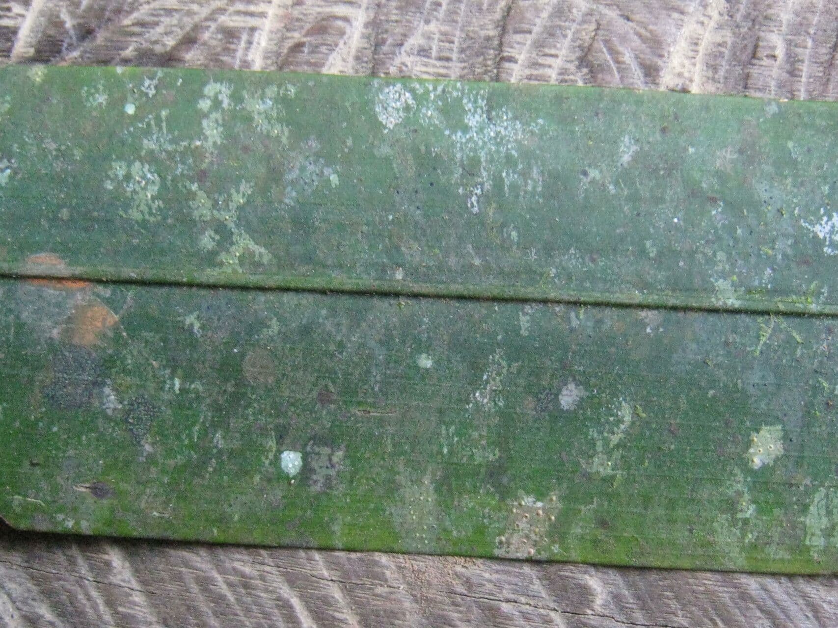 Spathanthus 9