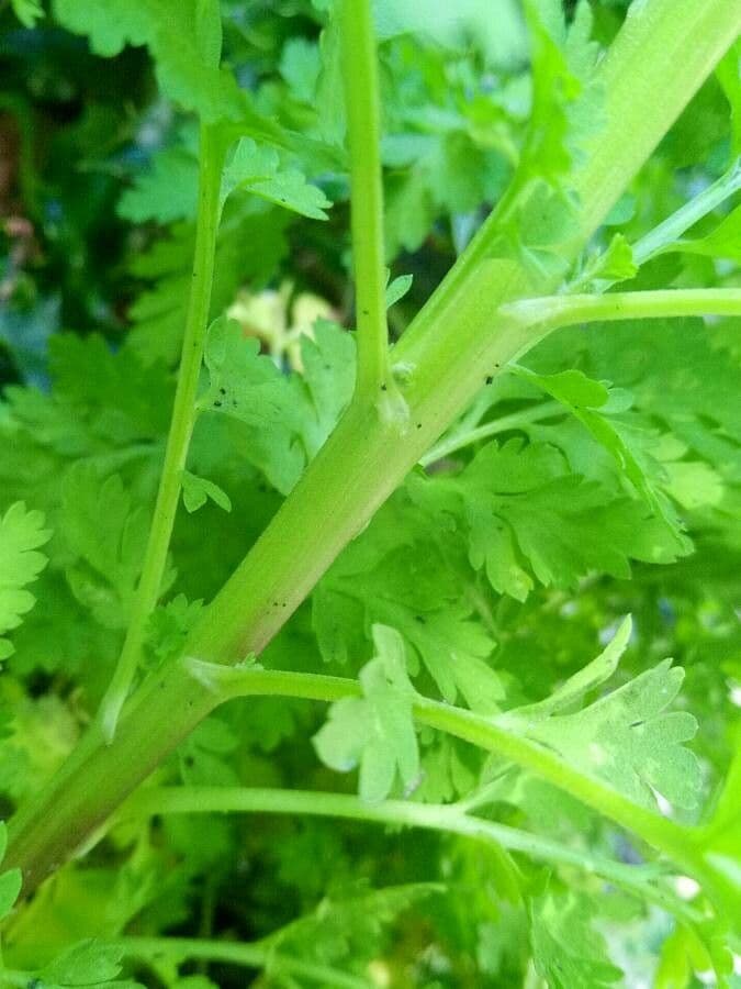 Mutterkraut 28