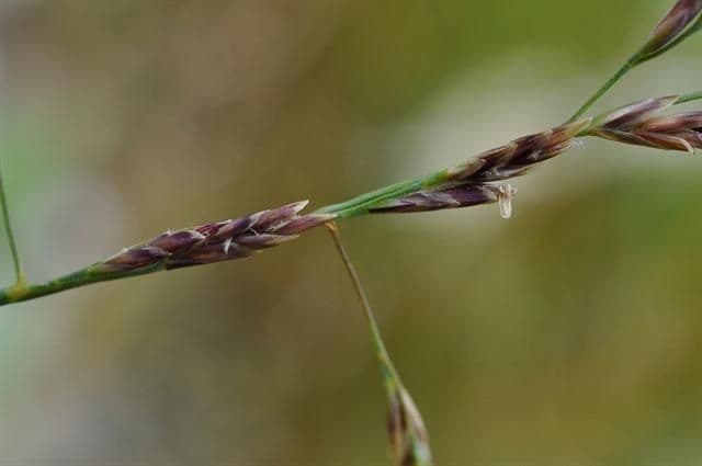 Andelgras 2