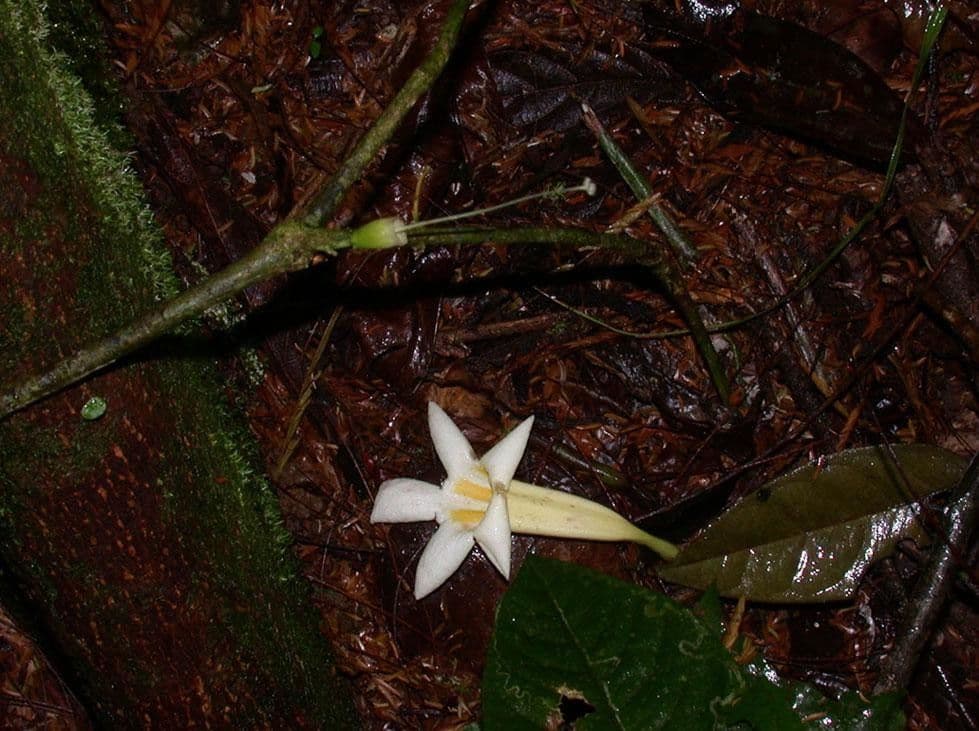 Anemopaegma 9