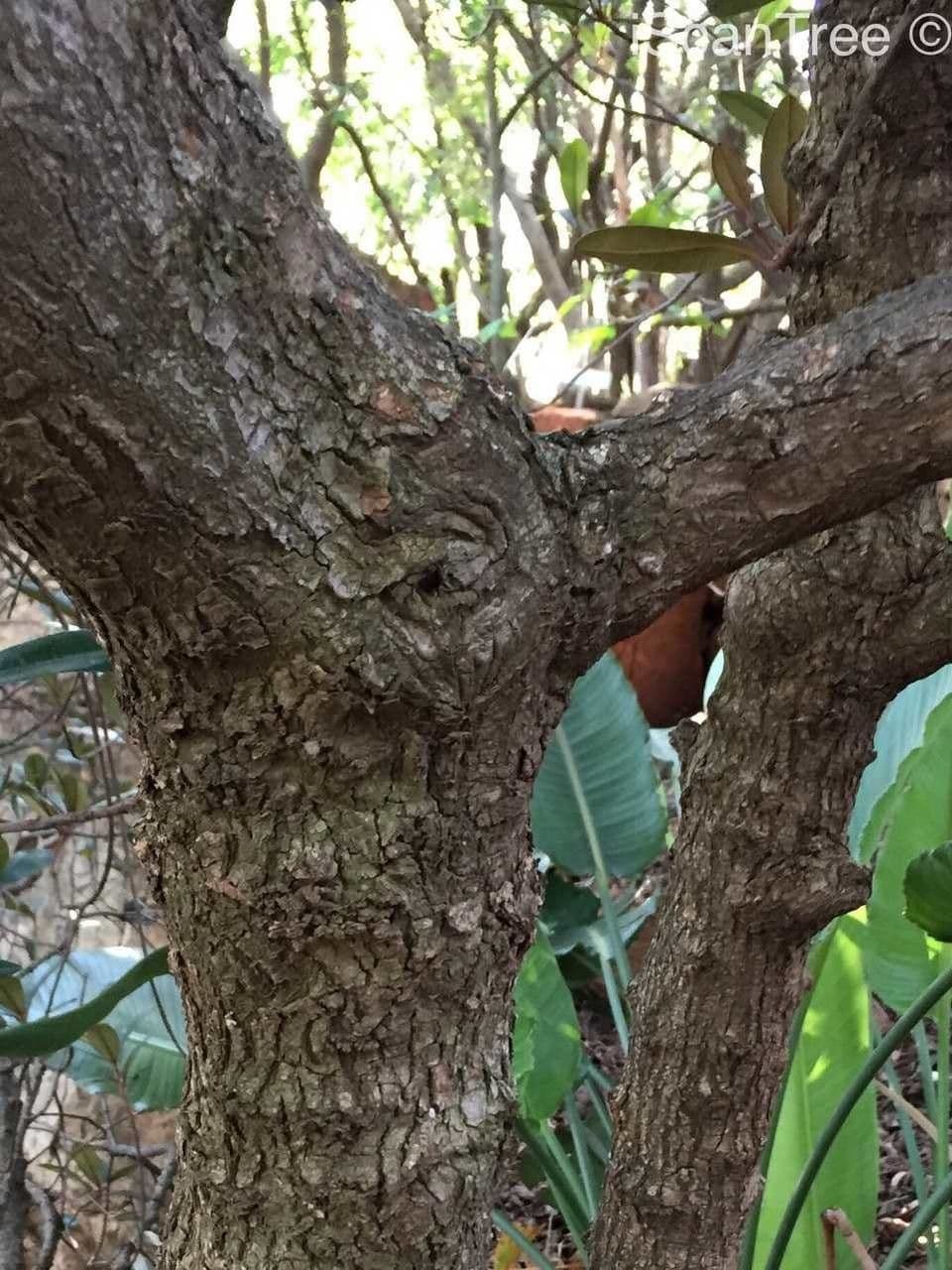 Englerophytum magalismontanum 16