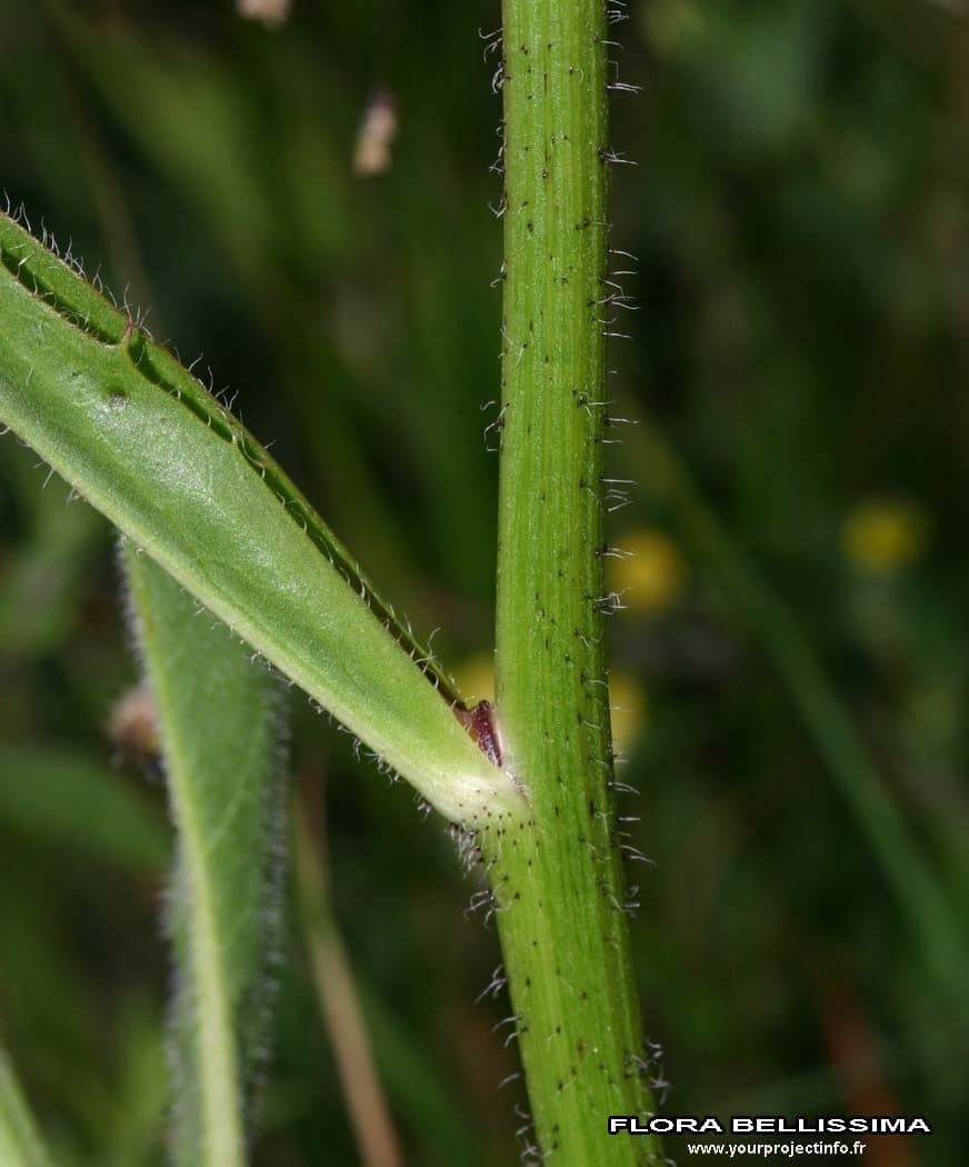 Costolina macchiata 21