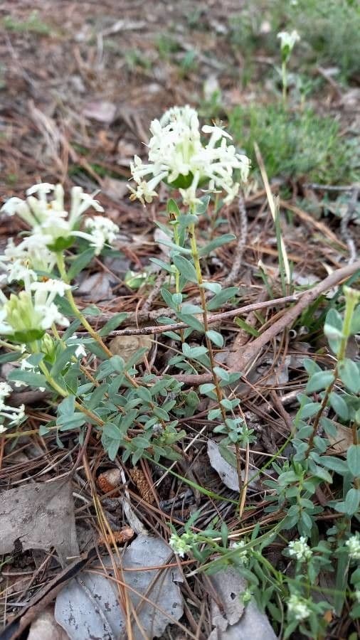 Pimelea humilis 4