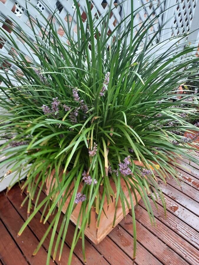 Liriope 20
