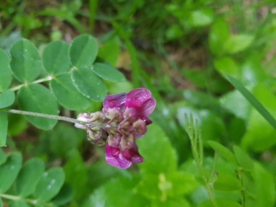 Cicerchia nera 8