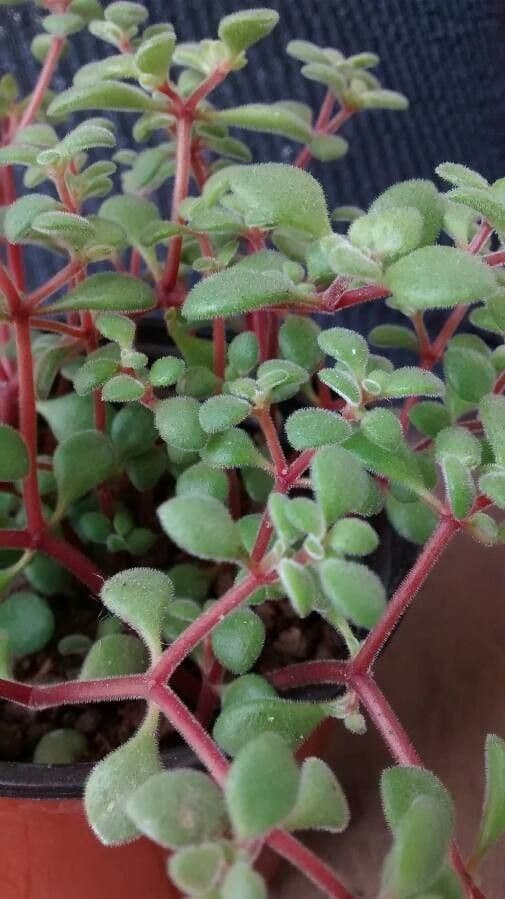 Crassula expansa 21