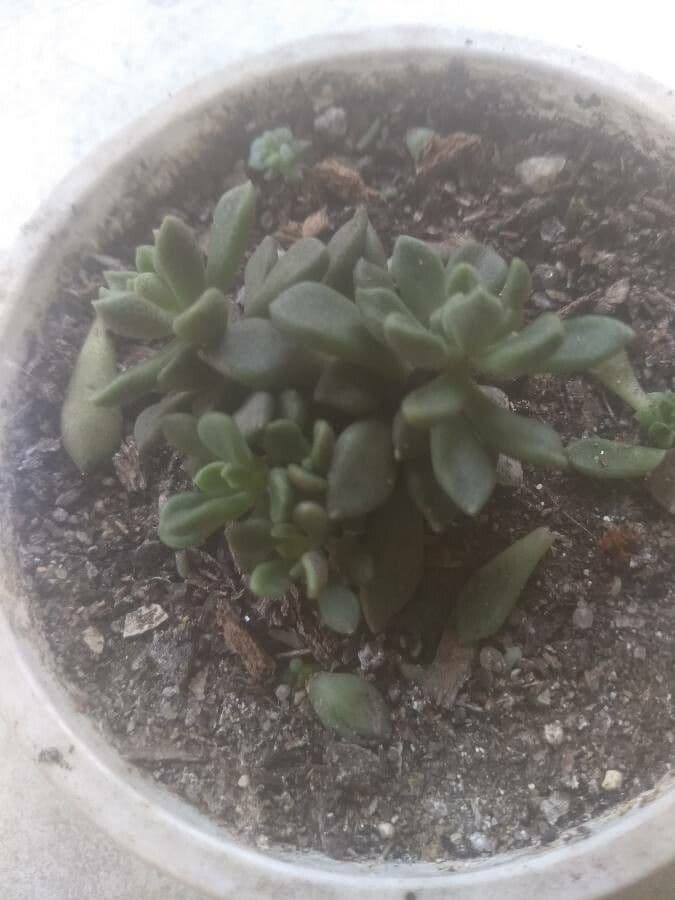 Sinocrassula 5