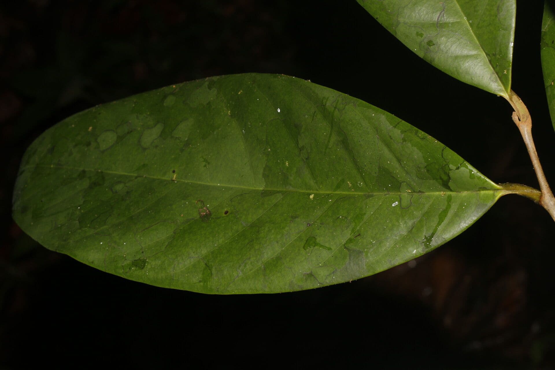 Metteniusa 6