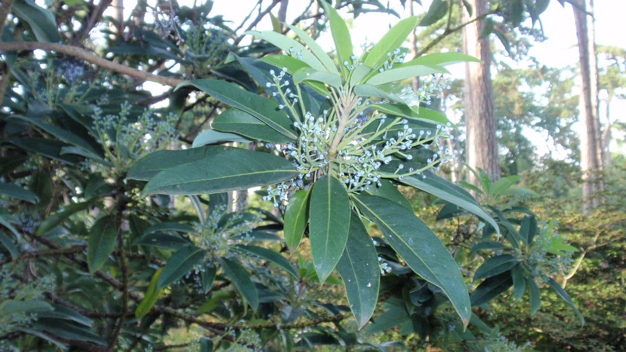 Daphniphyllum 5