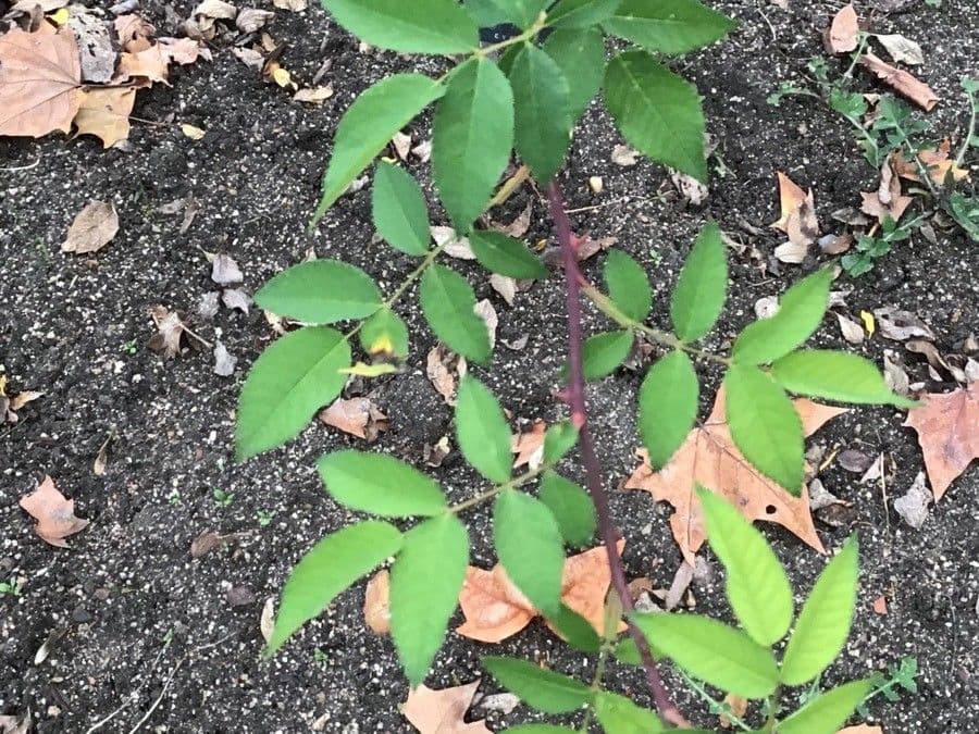 Rosa aspra 5