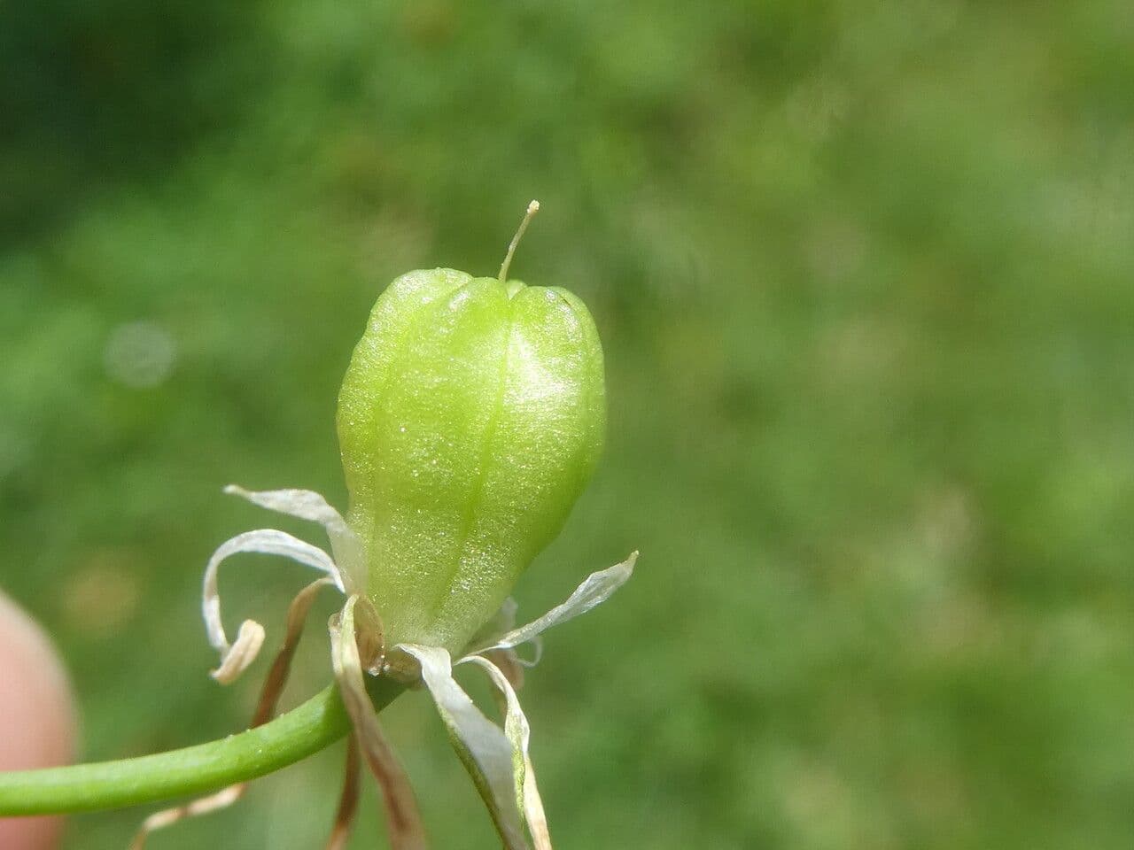 Ornithogalum