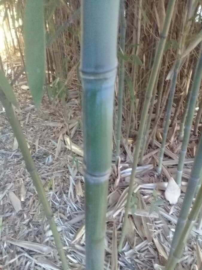 Guadua angustifolia 9