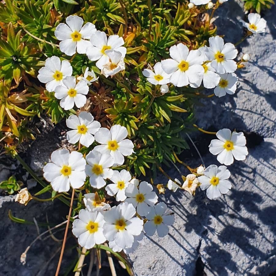 Androsace lattea 3