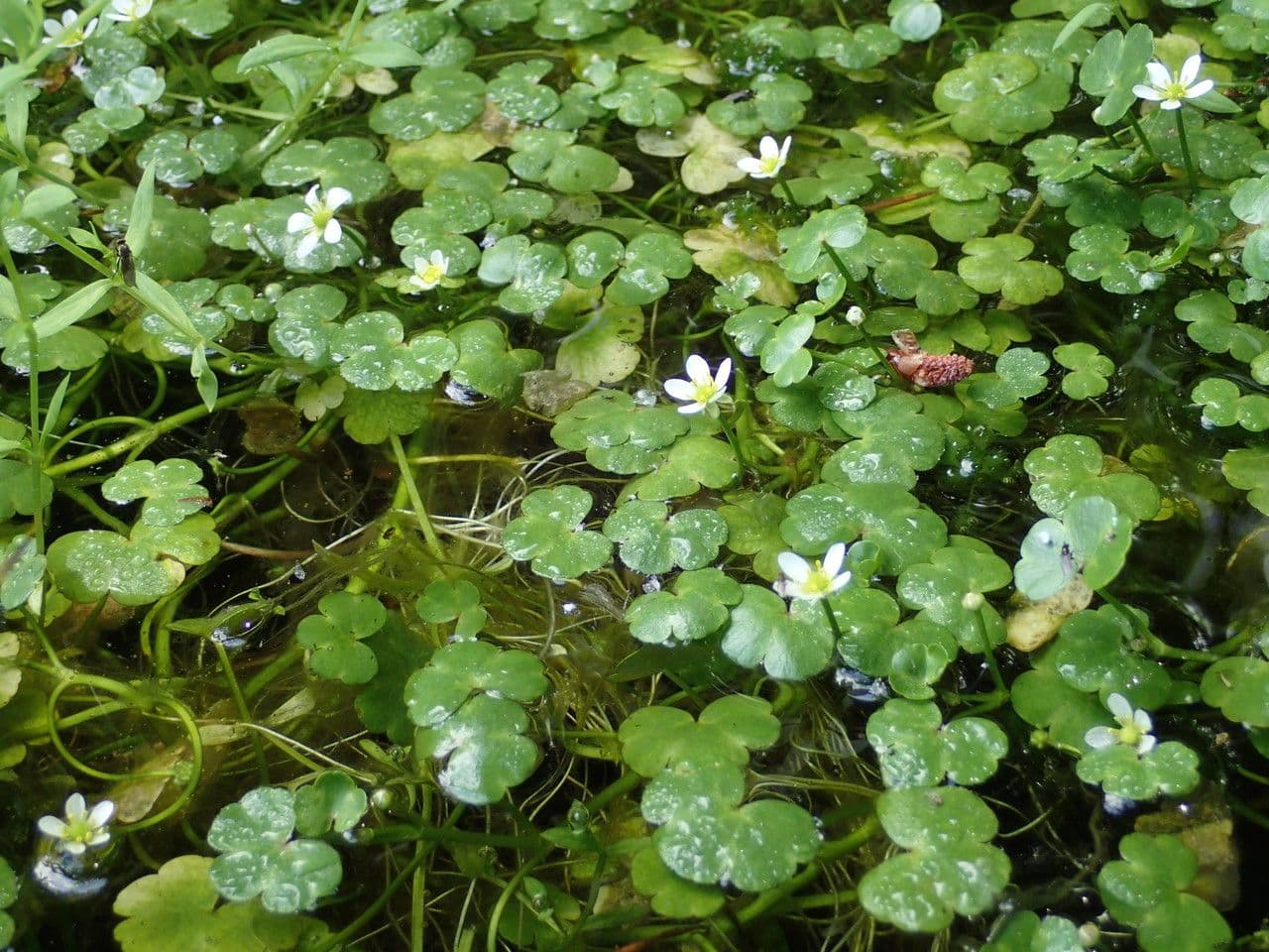 Ranunculus omiophyllus 4