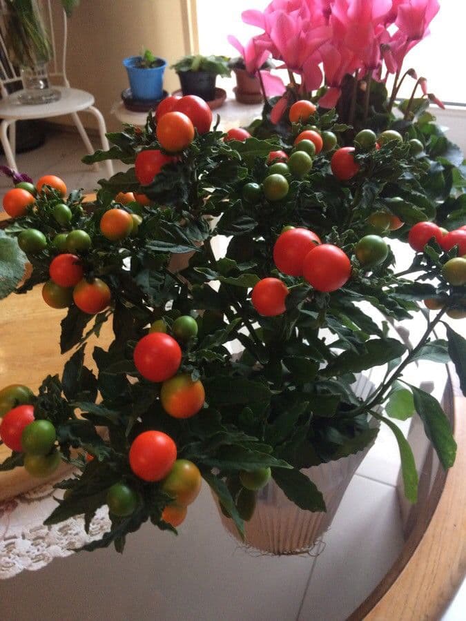 Winterkirsche 8