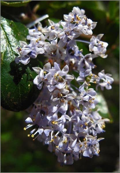 Behaarter Ceanothus 7