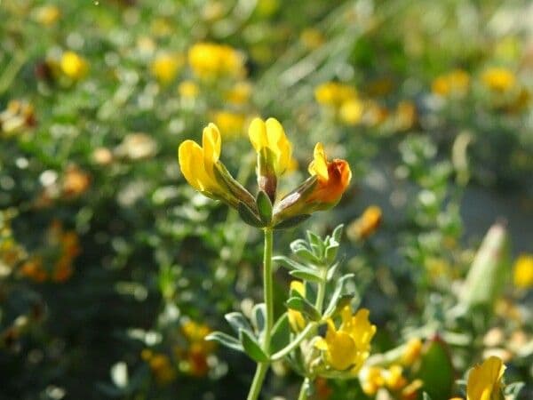 Lotus cytisoides 7