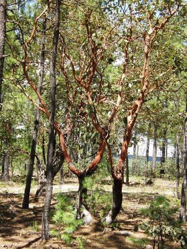 Arbutus xalapensis 22