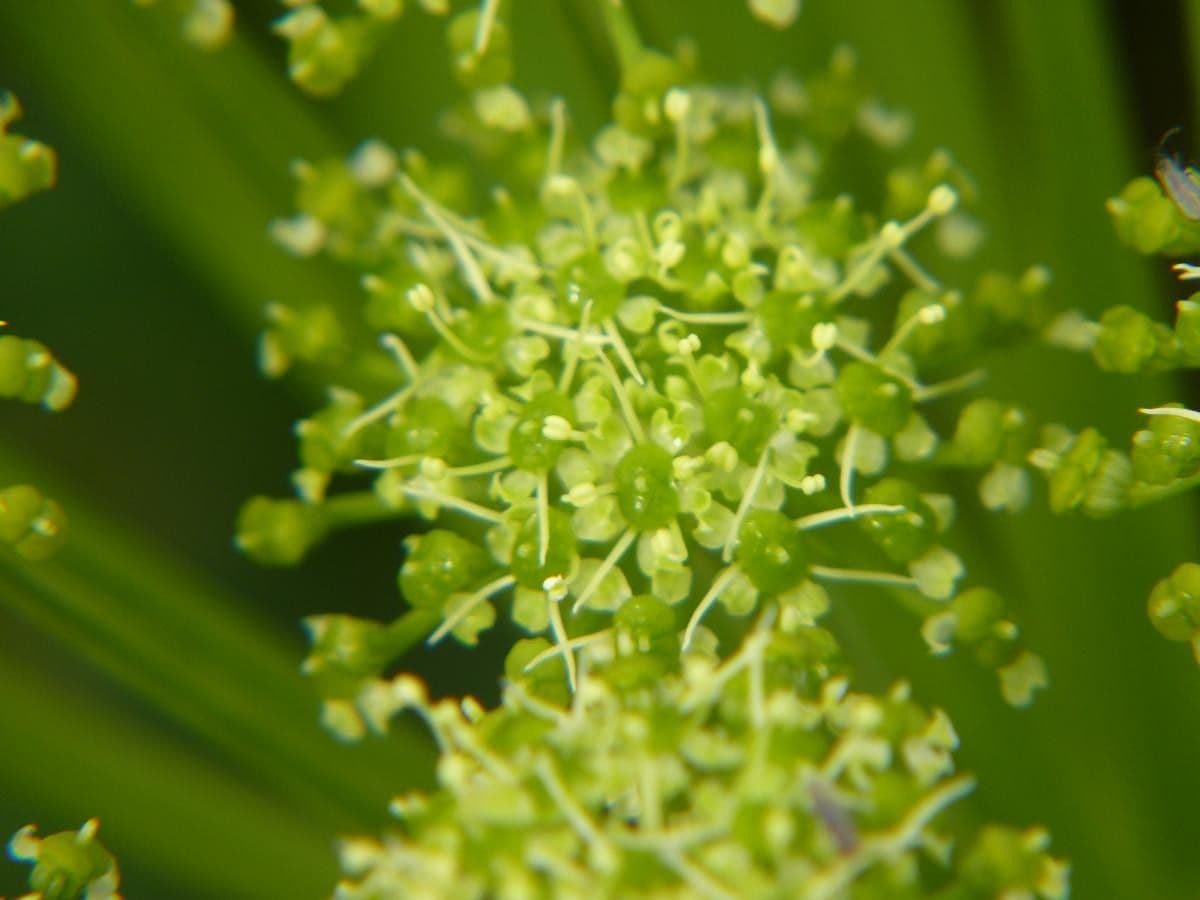 Angelica pachycarpa 3