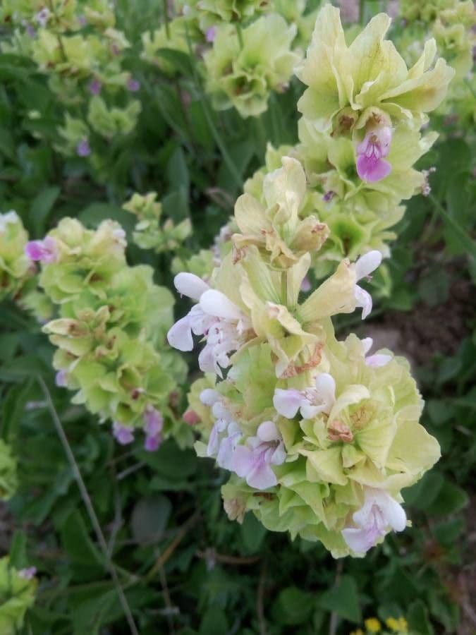 Salvia