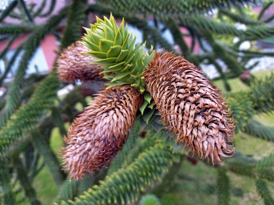 Aracauaria
