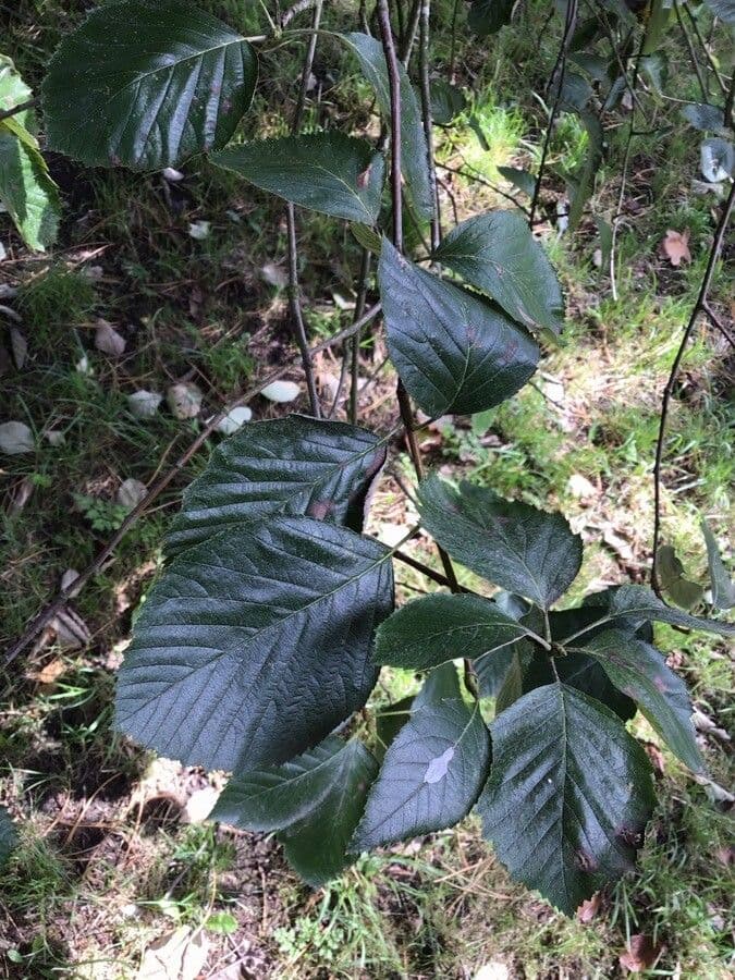 Karpatiosorbus 2