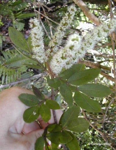 Cunonia 4