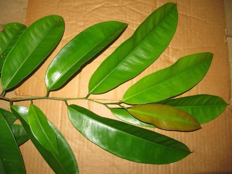 Lecythis 4