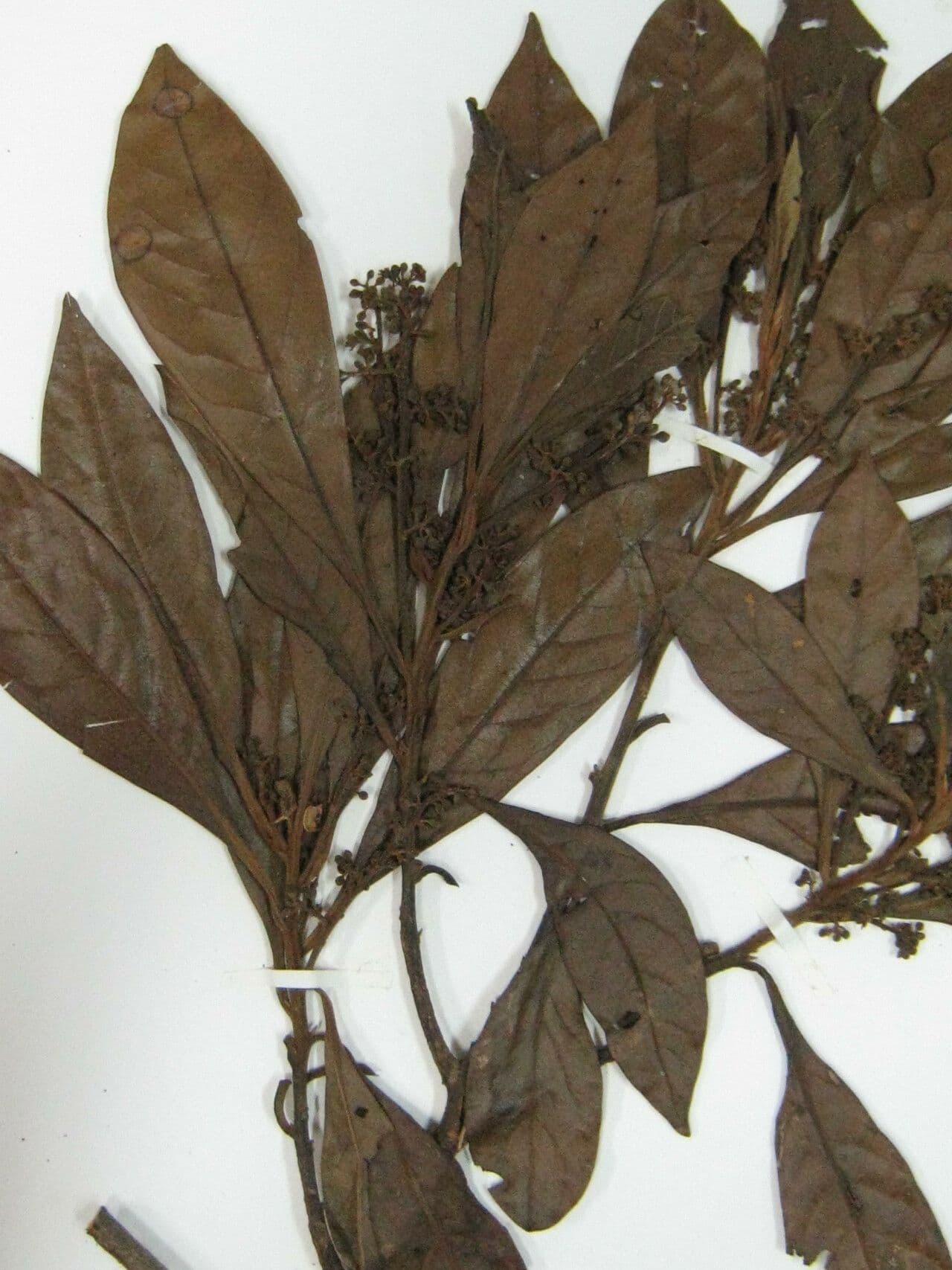 Ocotea 10