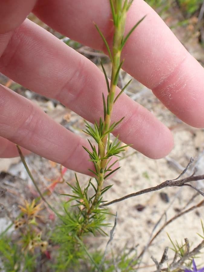 Calectasia 6