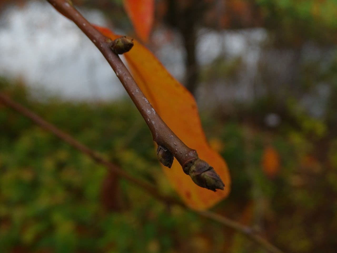 Nyssa sylvatica 21