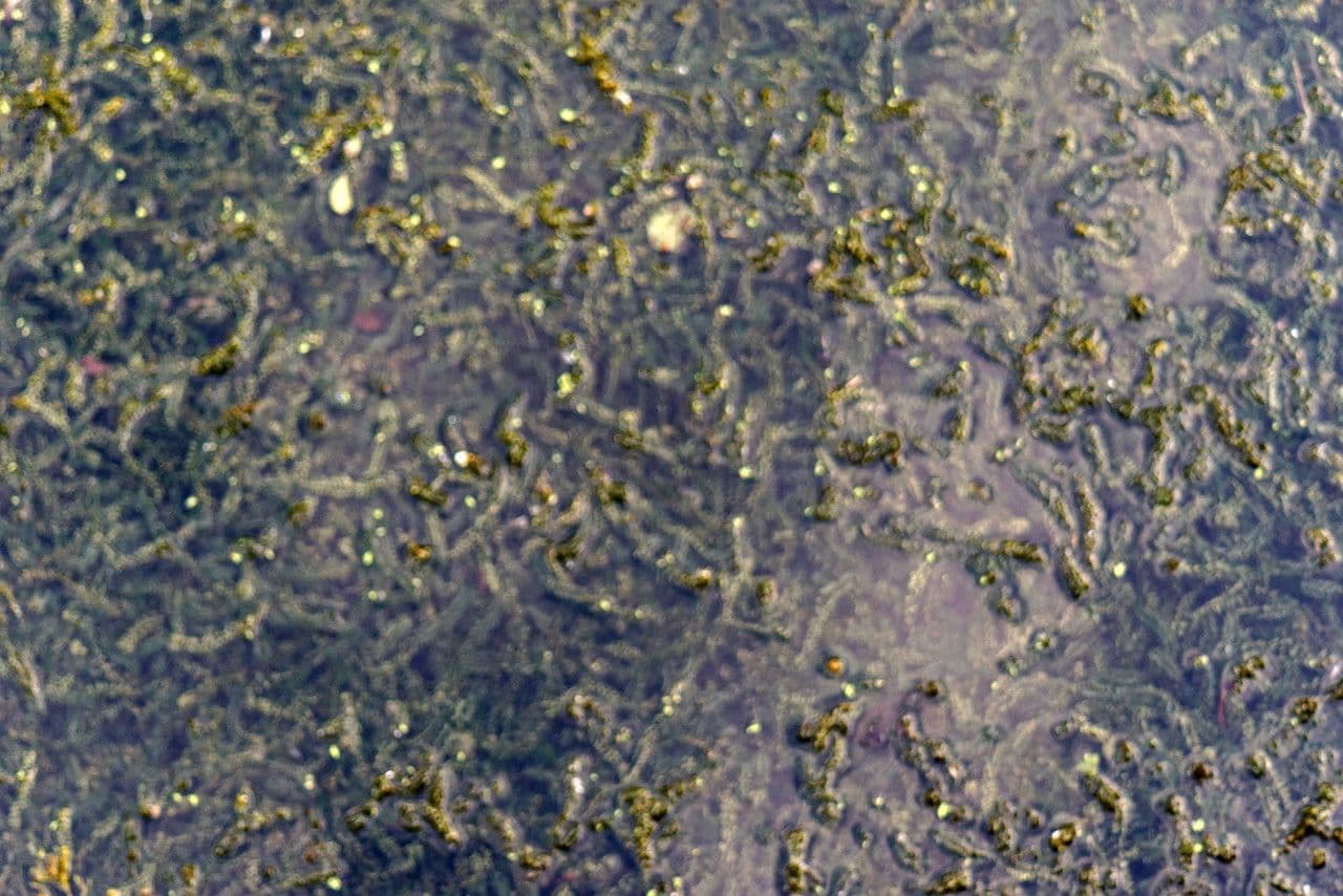 Elodea de Canadá 8