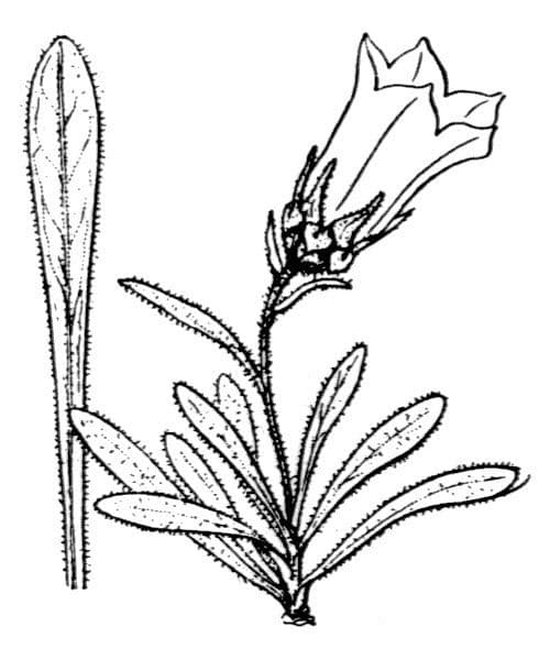 Campanula alpestre 19