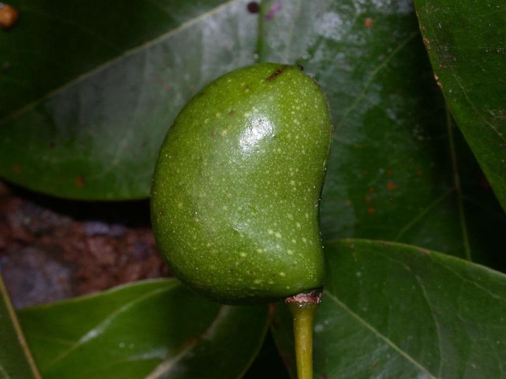 Anomospermum reticulatum 4