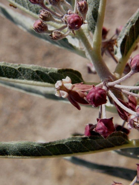 Asclepiade a corona corta 2
