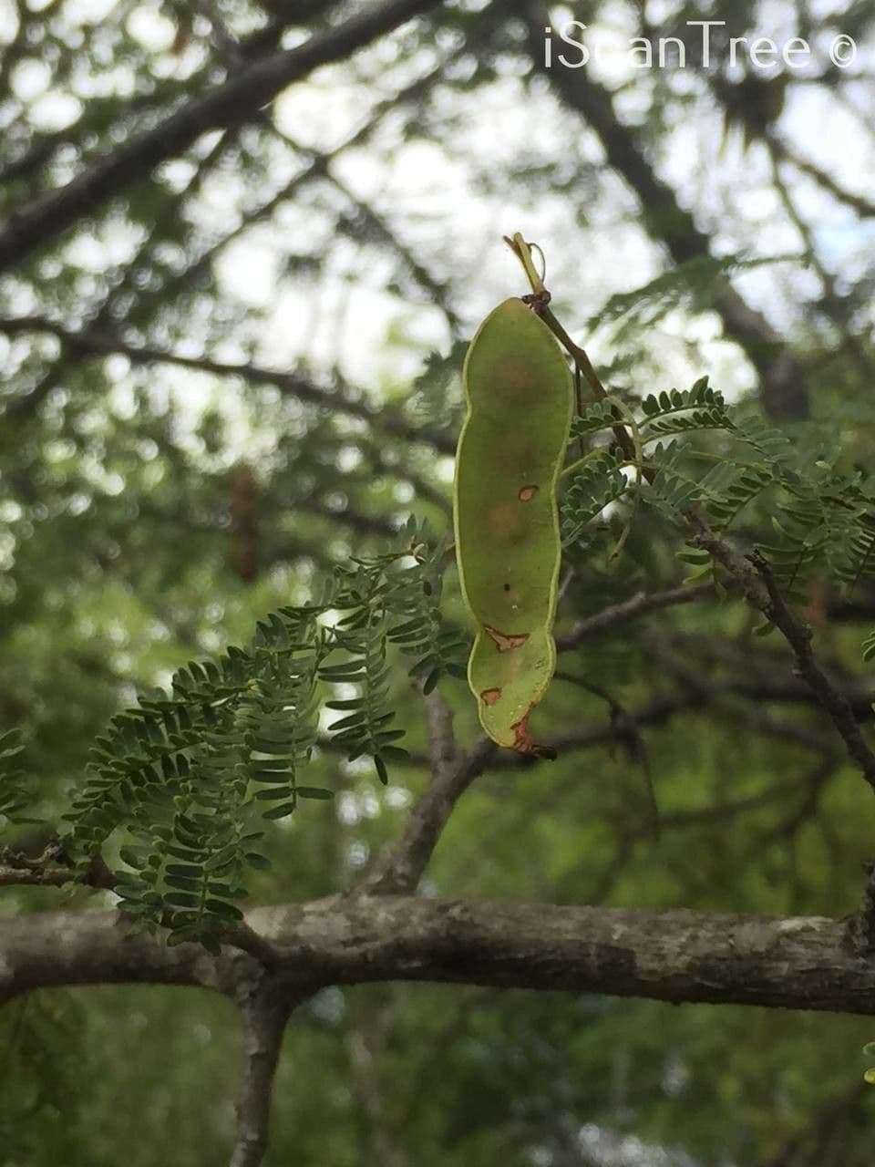 Albizia