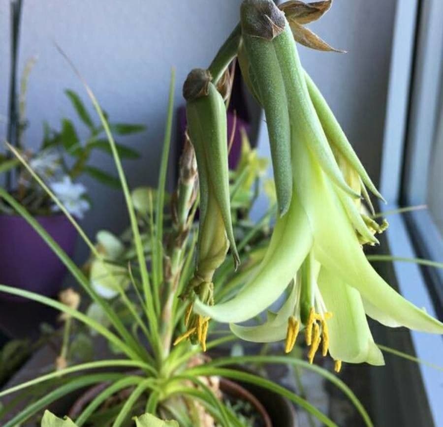 Puya 3