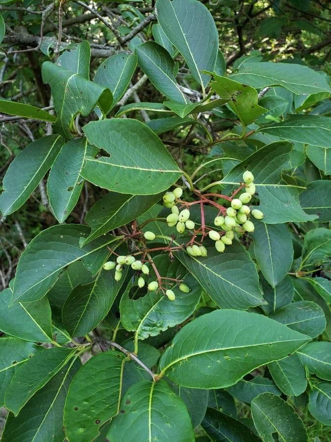Viburno lentaggine 2