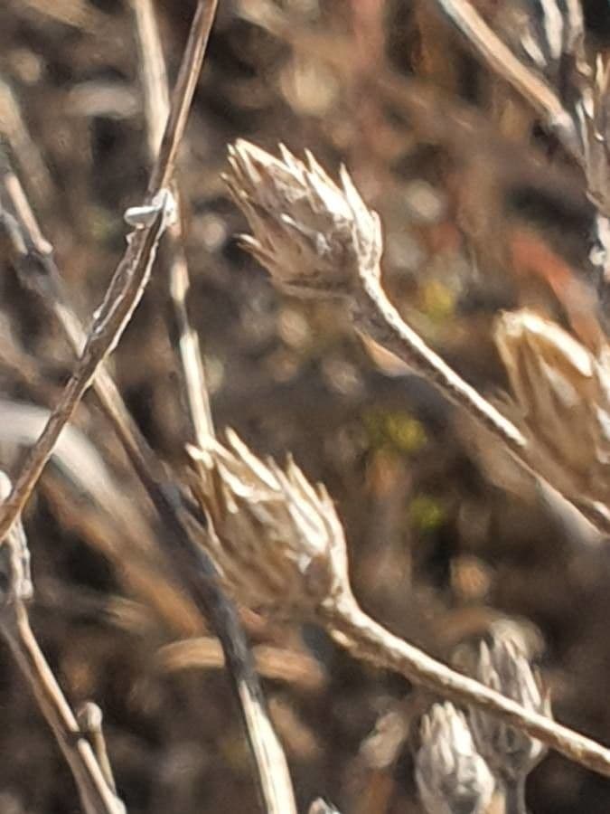 Gutenbergia Rueppella