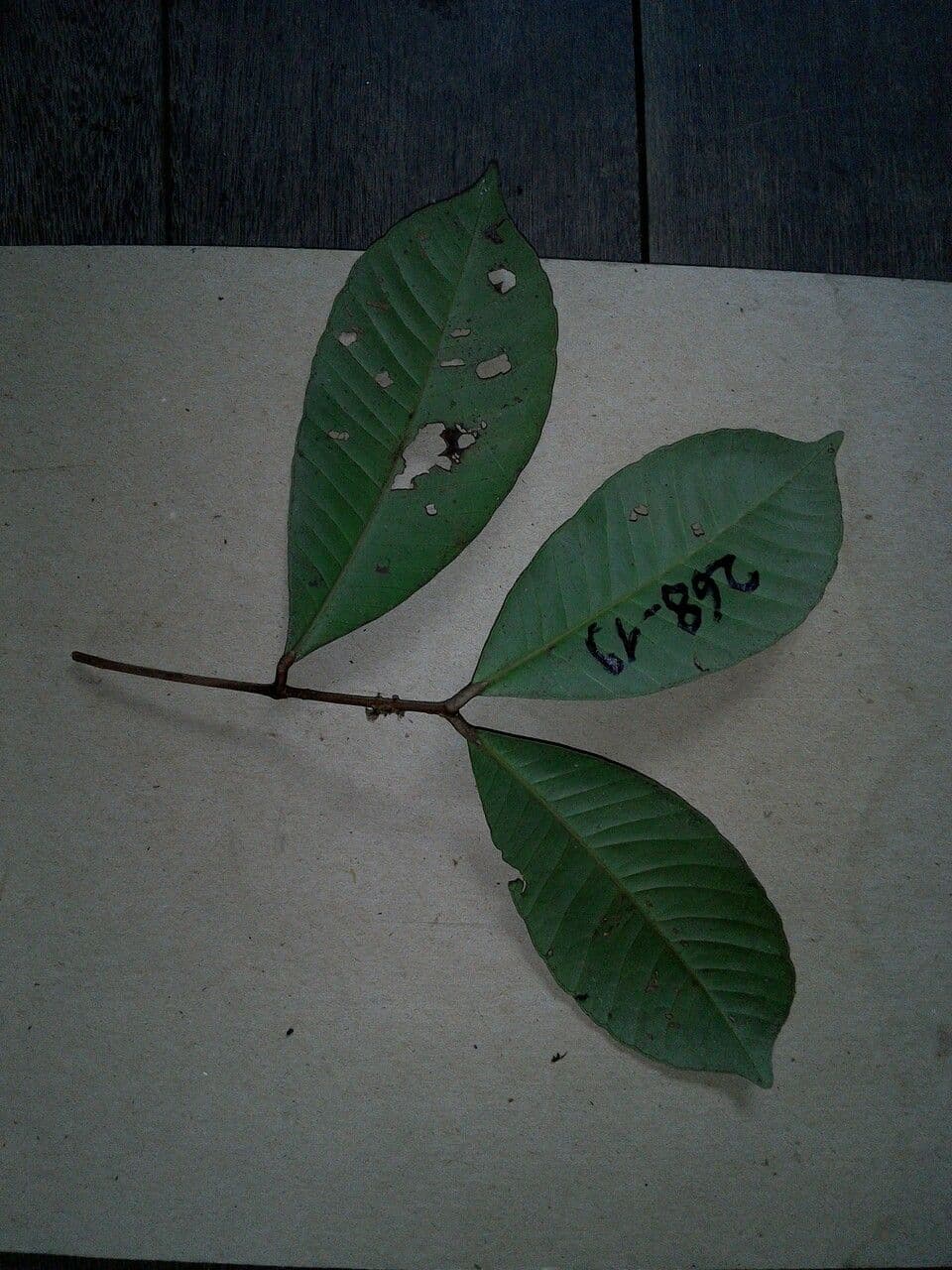 Calycorectes 7