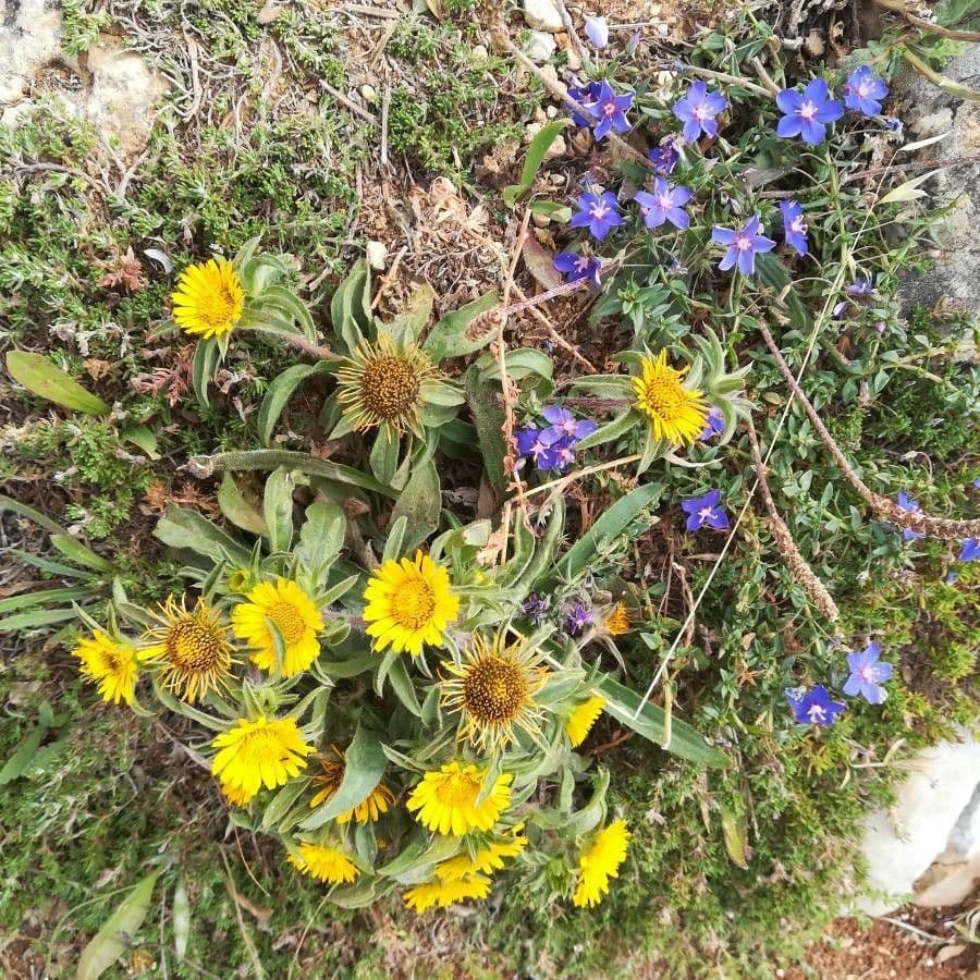 Asteriscus acquatico