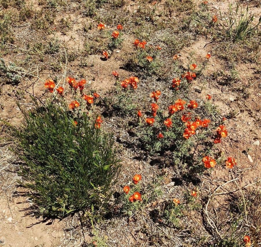Sphaeralcea 2