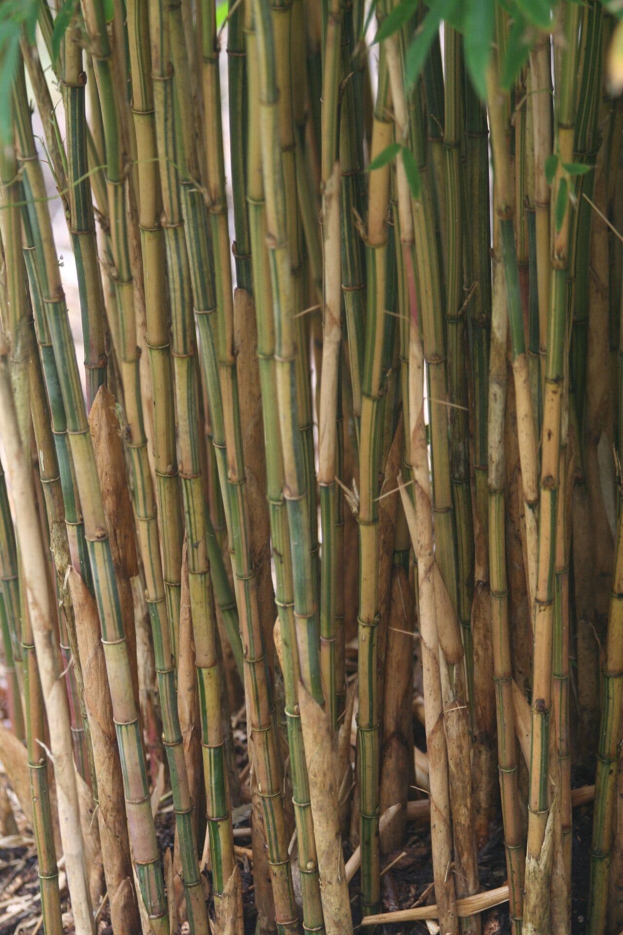 Himalayan Bamboo 5