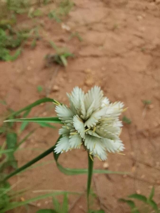 Zigolo 2