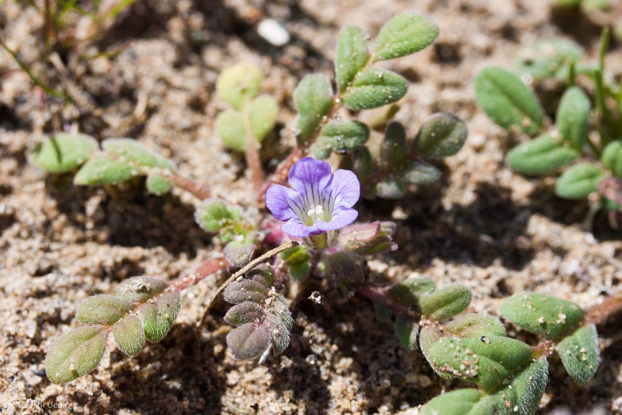 Douglas-Phacelia 9