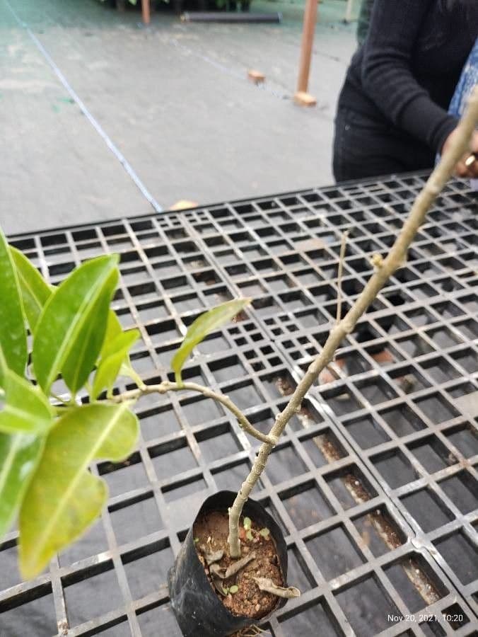 Cestrum diurnum 8