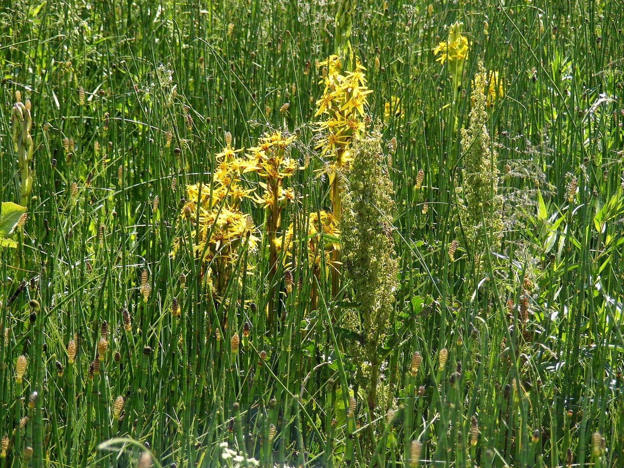 Sibirisches Greiskraut 11