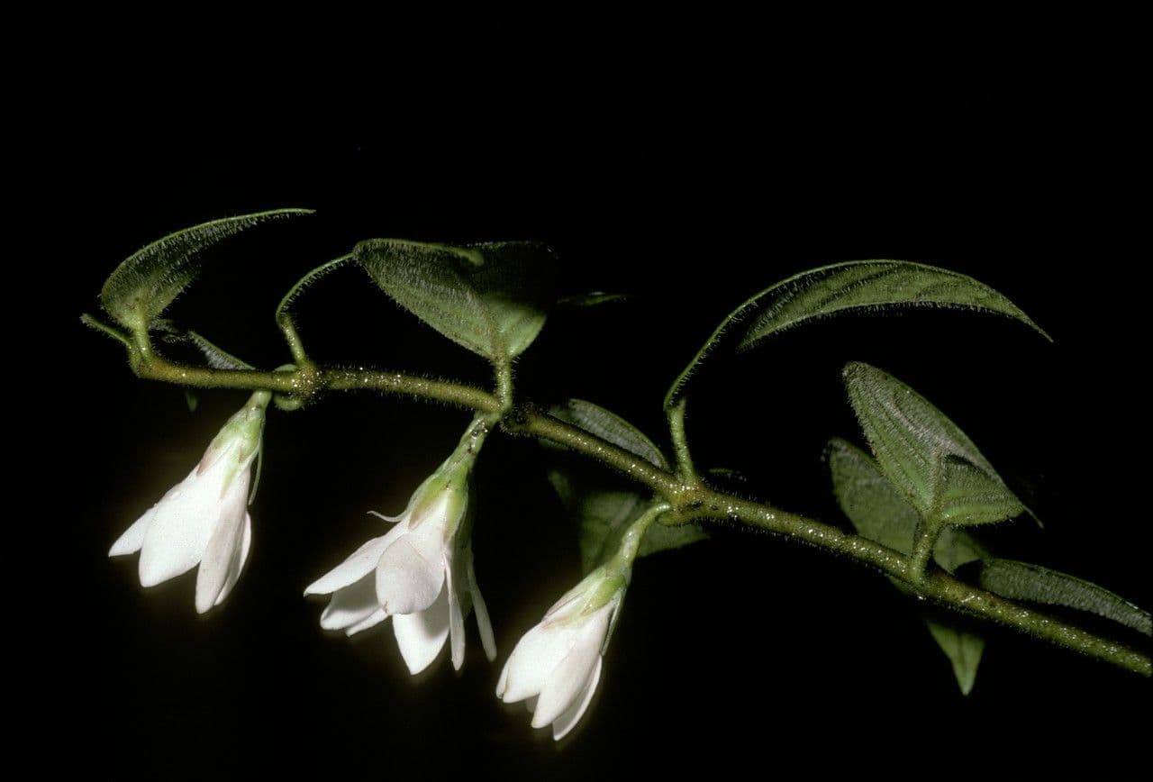 Elytropus