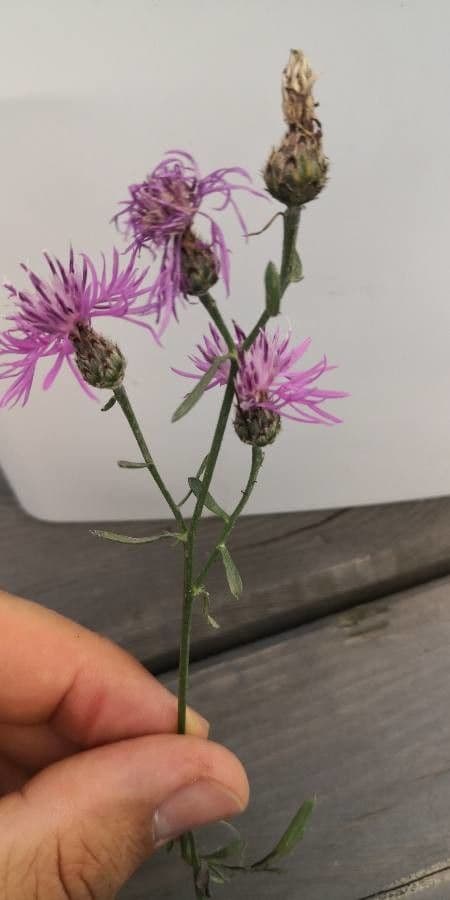 Centaurée tachetée 14